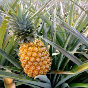 Pineapple 02